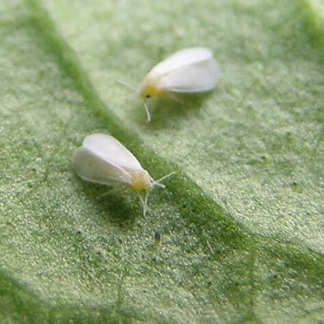 Moscas blancas en el envés de una hoja