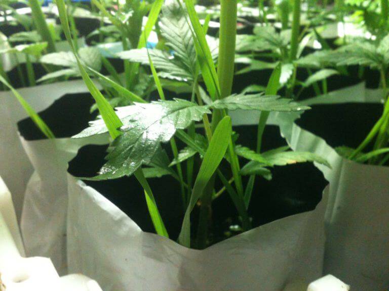 La cebada es utilizada como cubierta verde con excelentes resultados La cebada es utilizada como cubierta verde con excelentes resultados
