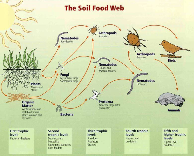 La cadena alimentaria del suelo