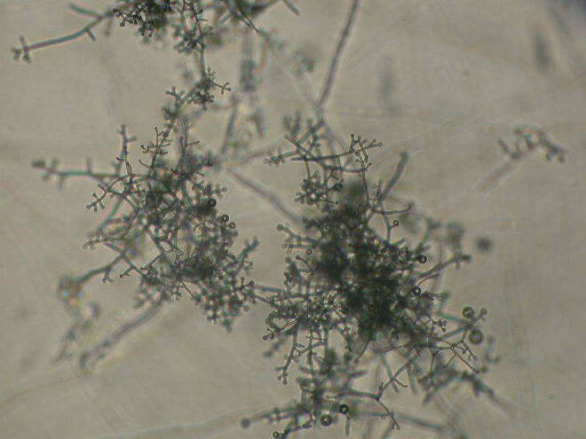 Trichoderma sp