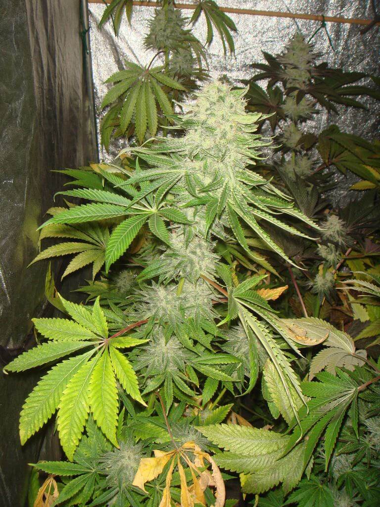 Marihuana Grape Ape a media floración