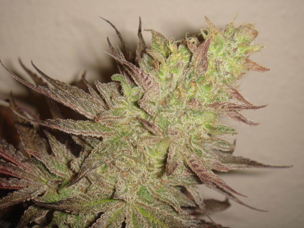 Detalle cogollo de marihuana fenotipo morado Grape Ape 