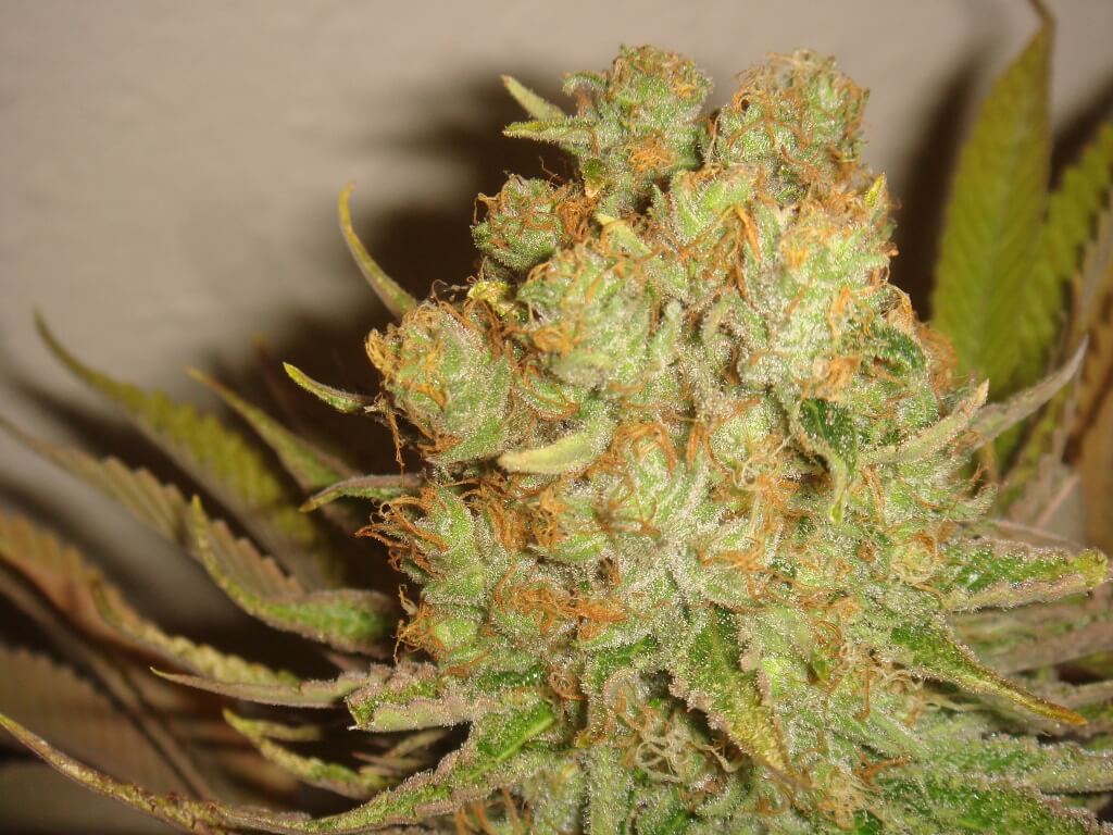 Seguimiento de cultivo de BC God Bud