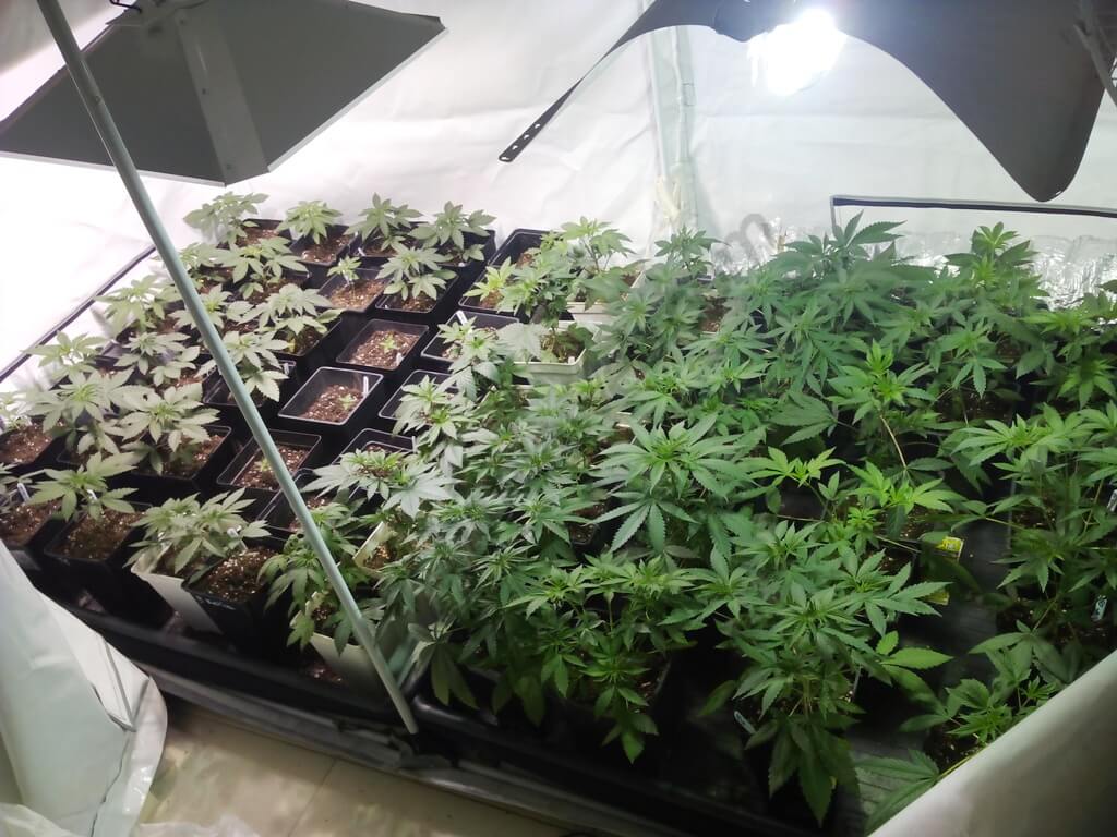 choque Canadá poco Máxima producción de marihuana en el cultivo interior- Alchimia Grow Shop