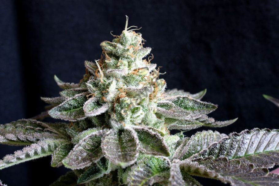 Uno de los ejemplares cultivados con GK Organics de Guanokalong