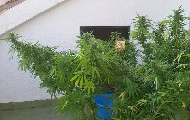 Planta de marihuana cultivada de forma horizontal