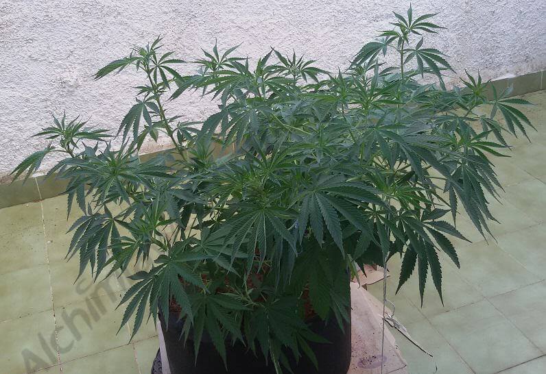 Una planta de marihuana doblada