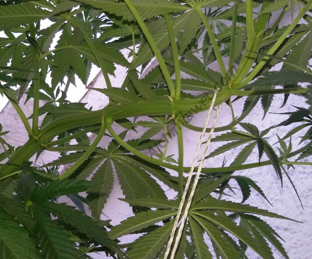 Tronco de una planta de marihuana mantenida con una cuerda