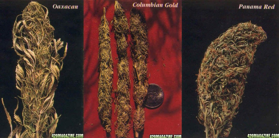 Cogollos de Oaxacan, Colombia Gold y Panama Red 