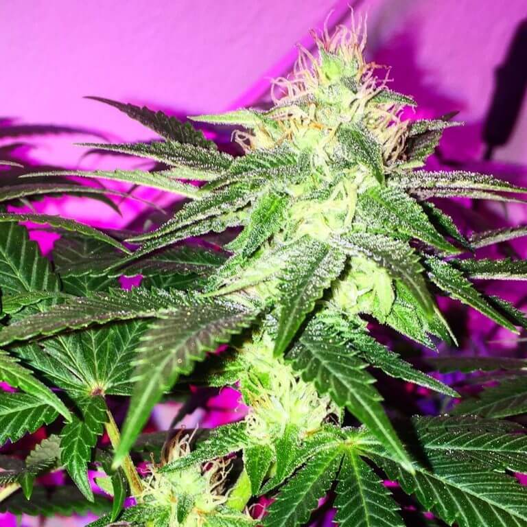 Sour Ripper de Ripper Seeds