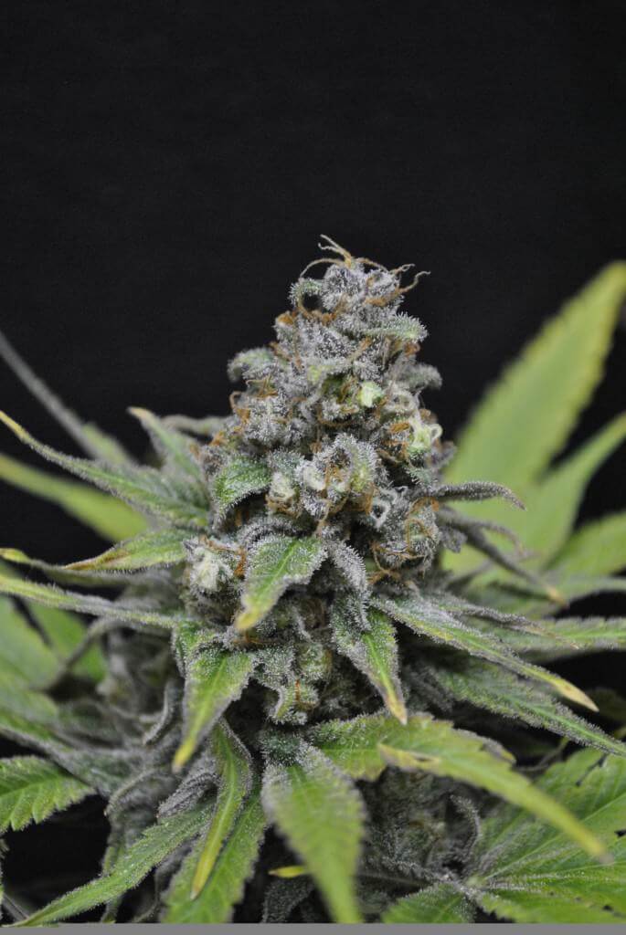 CBD Critical Mass de CBD Crew