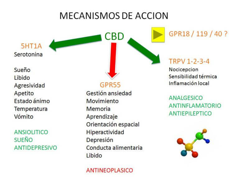 Mecanismos de acción del CBD