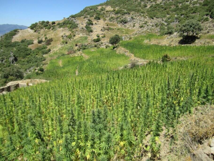 Cultivo de cannabis en Marruecos