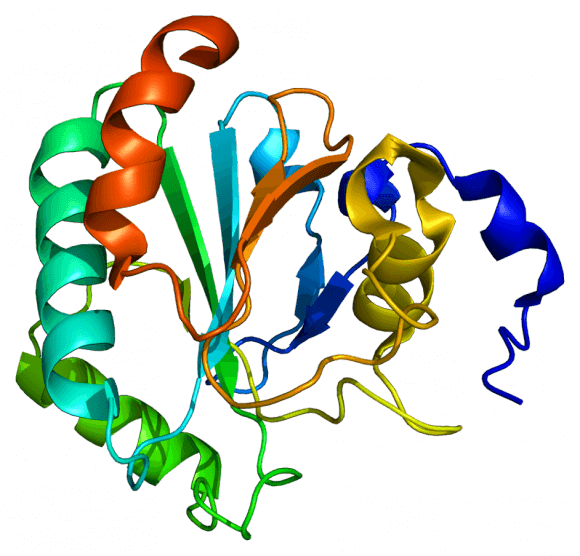 Estructura de Enzima perteneciente a la familia de las peroxidasas