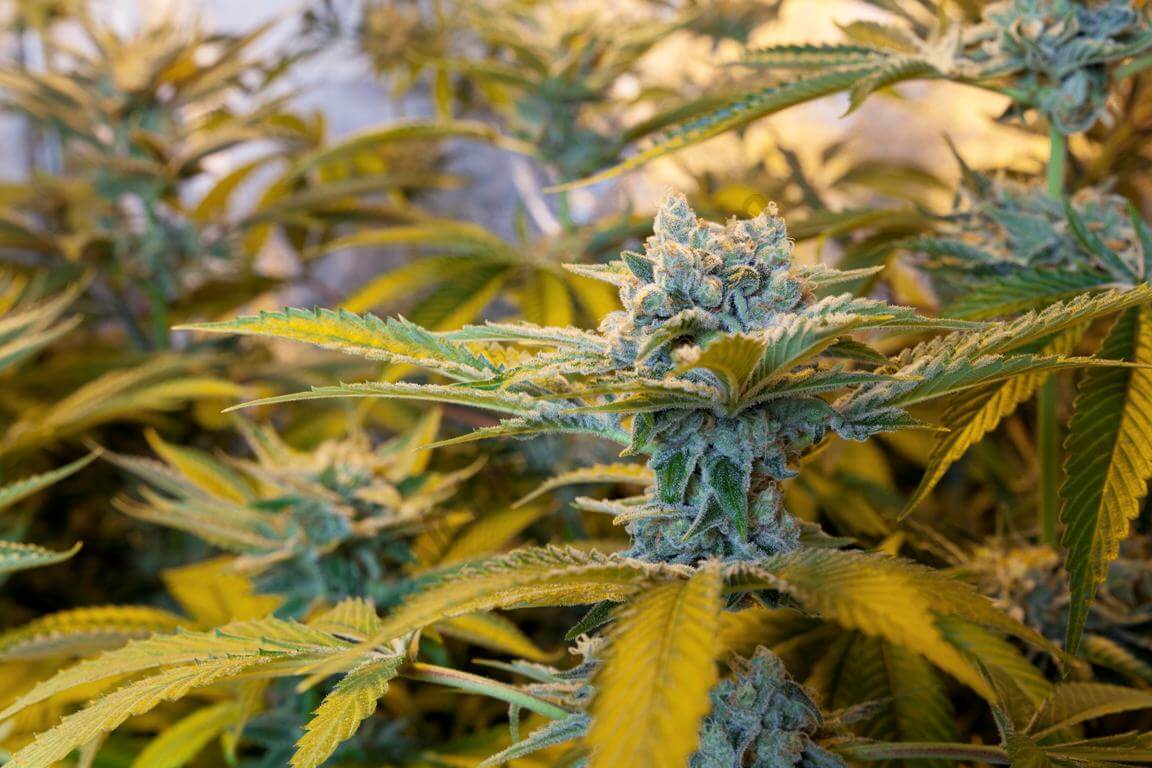 Características de la marihuana Indica, Sativa o Híbridos- Alchimia Grow  Shop