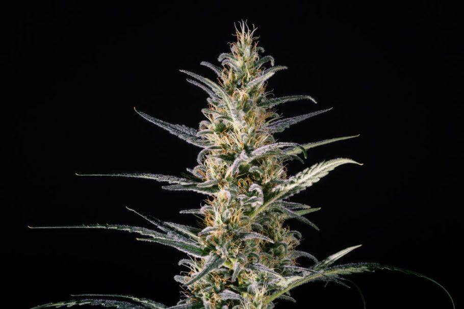 Candida (CD1) de Medical Marijuana Genetics