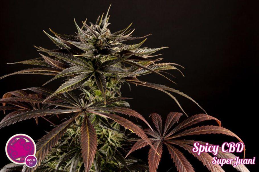 Spicy CBD de Philosopher Seeds