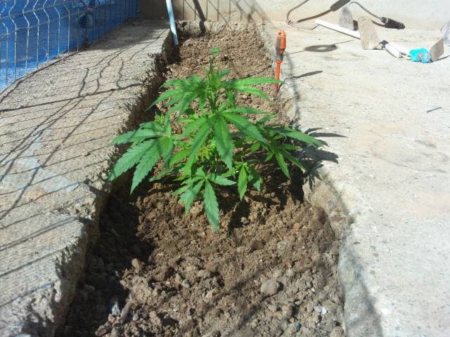 Critical plantada al exterior