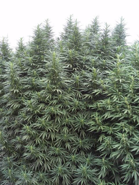 Cultivo exterior setiembre