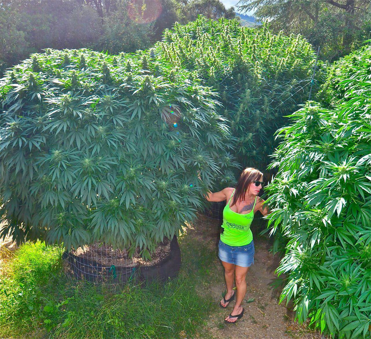 Planta de marihuana grande y productiva con Mz Jill, TGA 