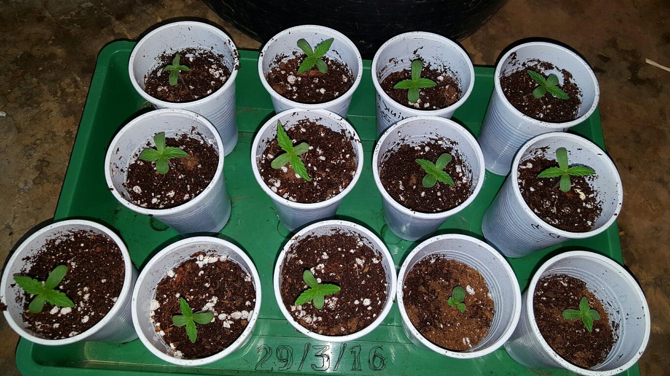 Tips para el cultivo de plantas de marihuana