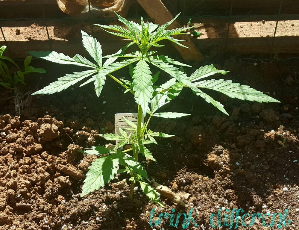 Tips para el cultivo de plantas de marihuana