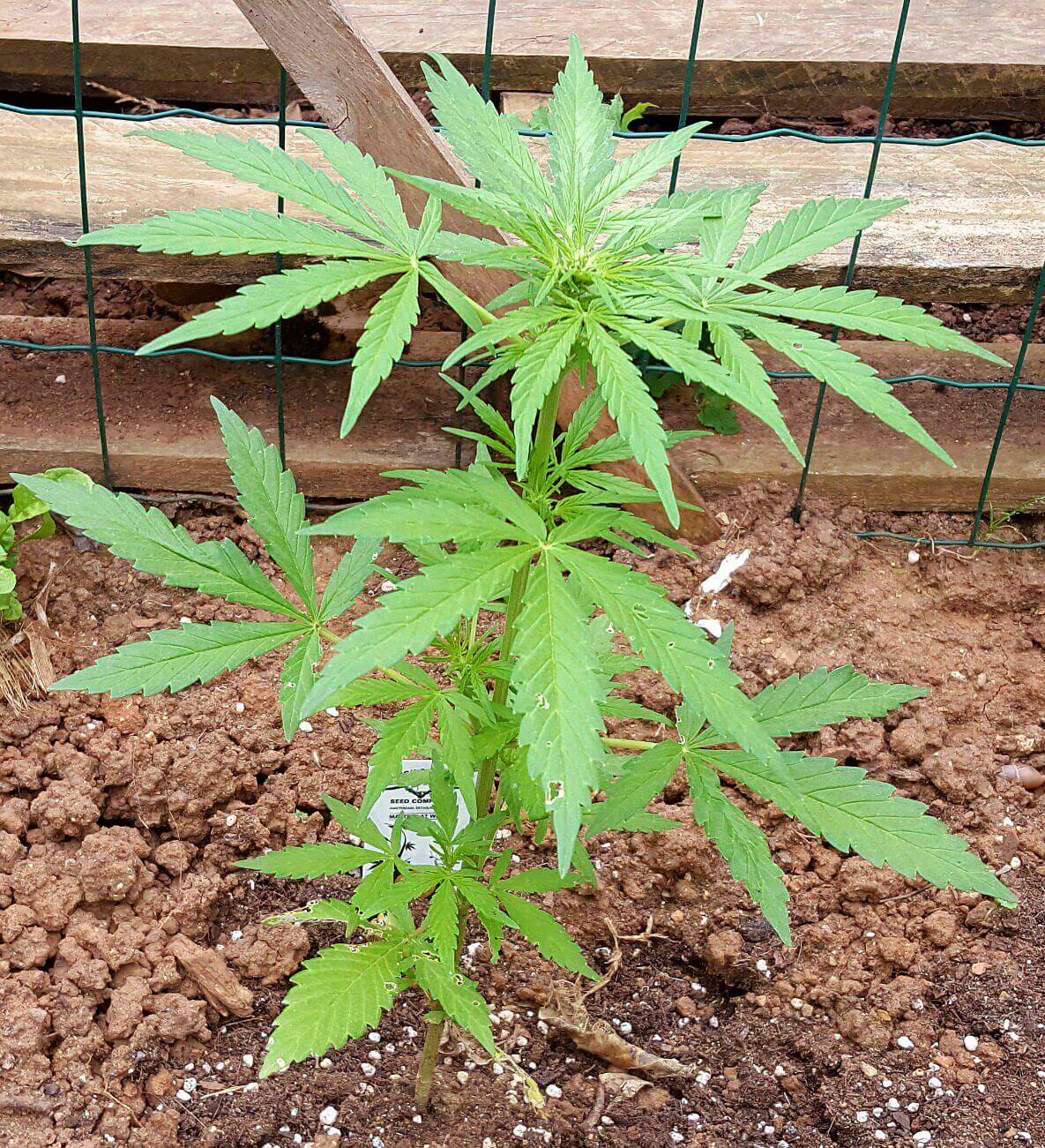 Tips para el cultivo de plantas de marihuana 