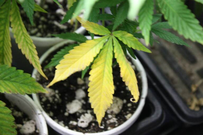 Planta de cannabis con carencias de nutrientes