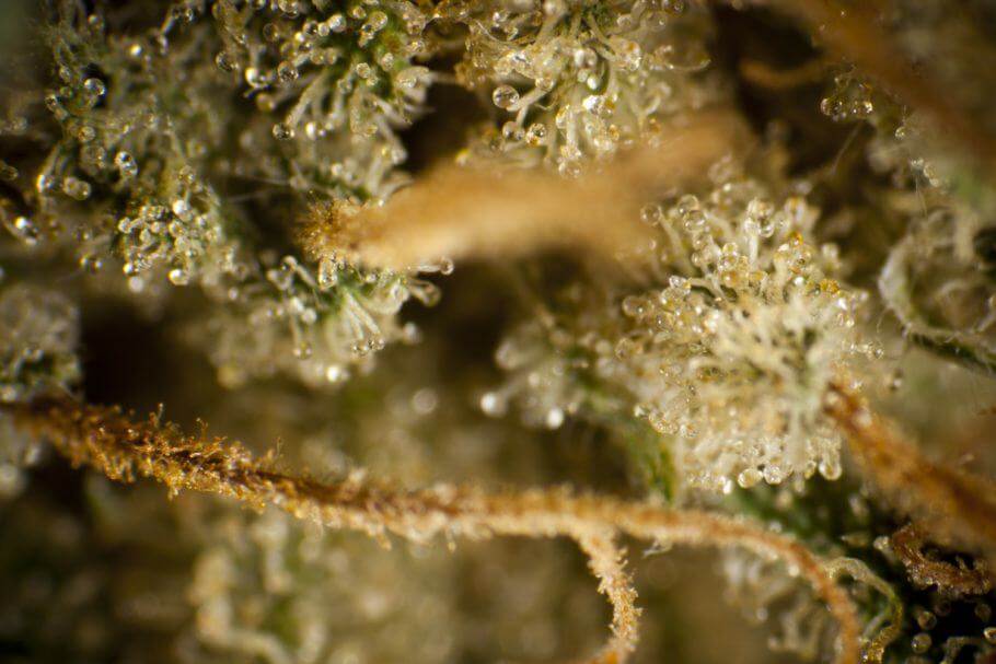 El cannabis produce tricomas como mecanismo de defensa