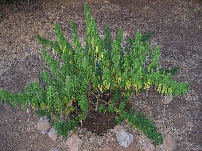 Exceso de agua planta en tierra madre