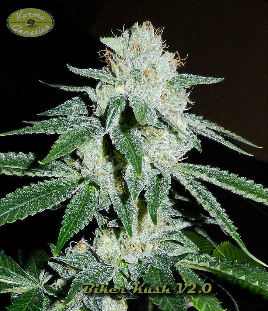 Impresionante producción de resina de Biker Kush de Karma Genetics