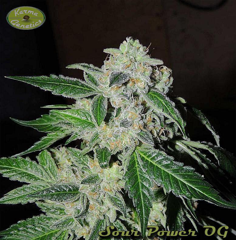 Sour Power OG, trabajo conjunto entre Karma y HortiLab