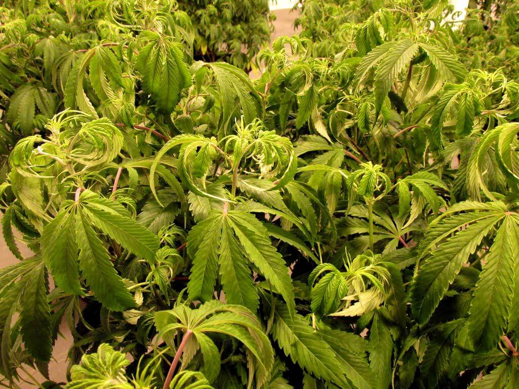 Planta de marihuana adulta con exceso de agua
