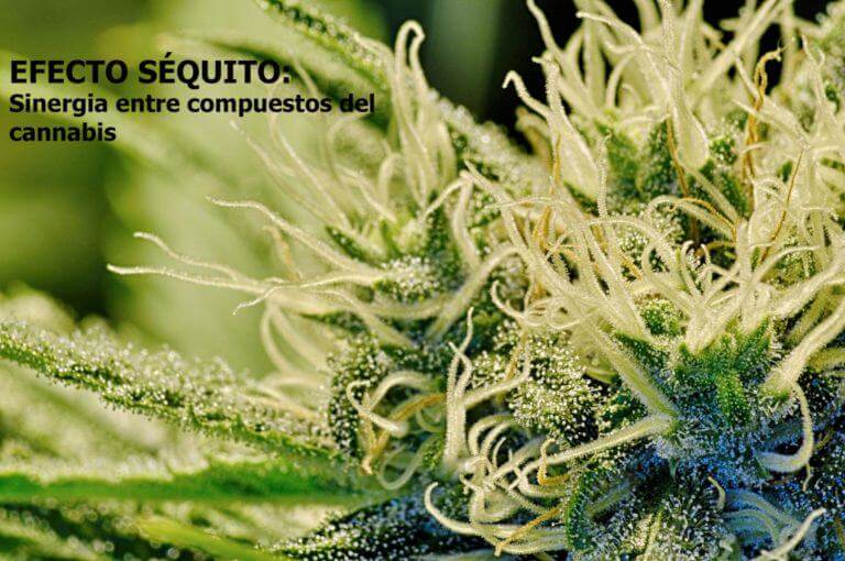 Efecto entourage: Sinergia entre cannabinoides y terpenos