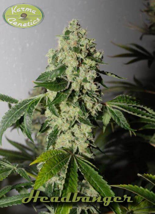 Headbanger de Karma Genetics