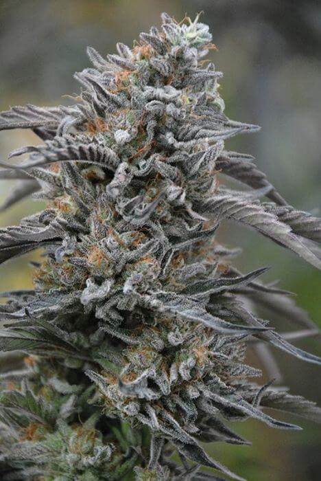 Bellos colores de Black D.O.G. de Humboldt Seeds