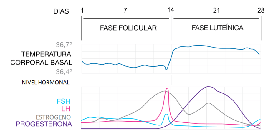 Los niveles hormonales fluctúan durante el periodo