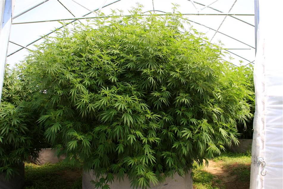 Enorme planta de marihuana cultivada en exterior y sustrato tierra