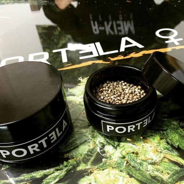 Portela de R-Kiem Seeds, una Sativa de altos vuelos