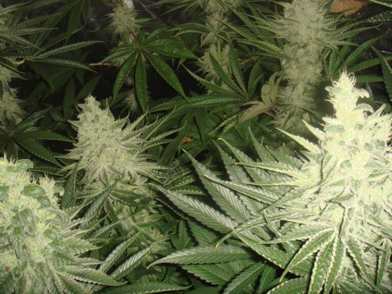 La floración de las plantas de Marihuana