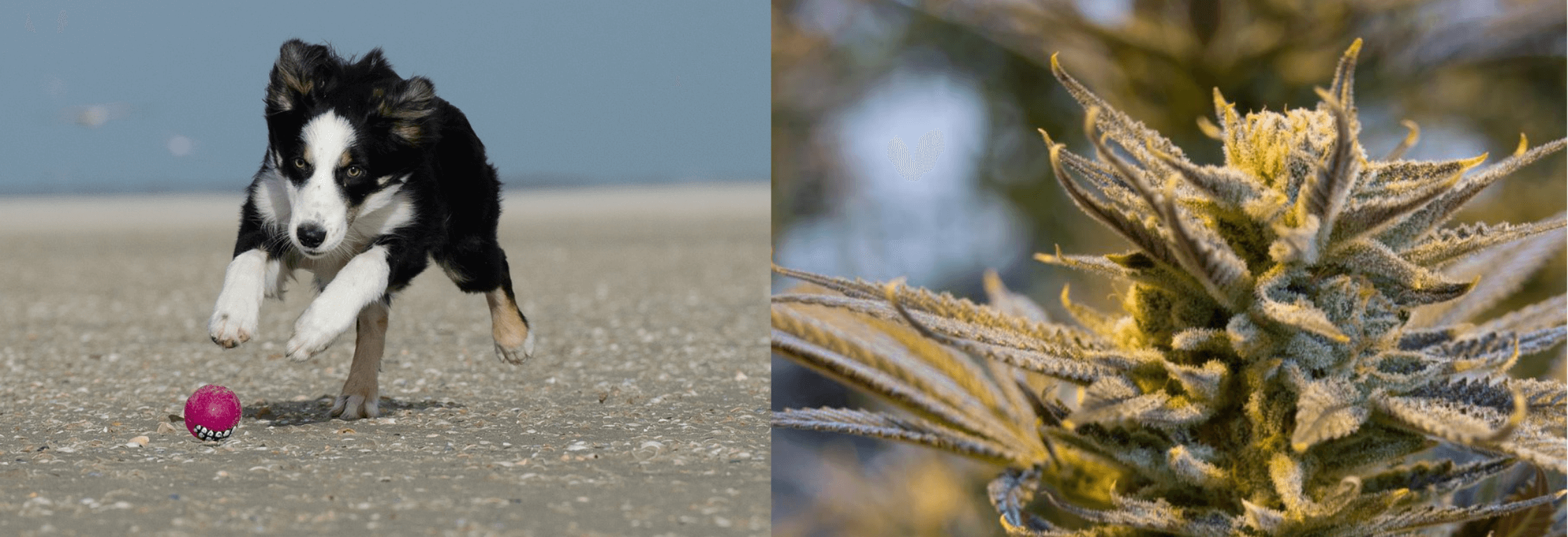 El cannabis puede ayudar a nuestras mascotas a tener una vida saludable