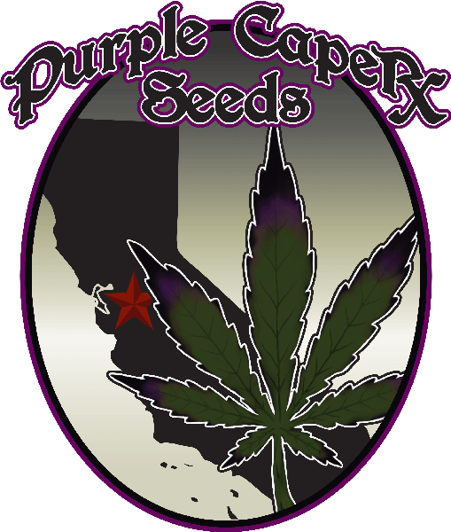 logo de Purple Caper Seeds