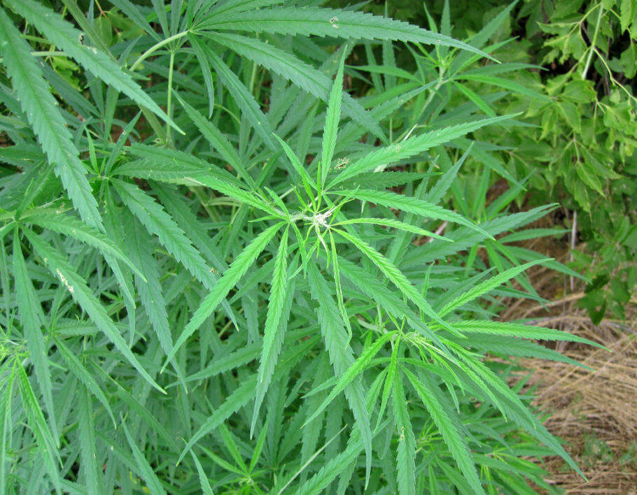 7 Variedades de marihuana con efecto estimulante- Alchimia Grow Shop