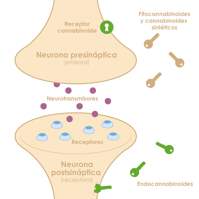 El sistema endocannabinoide