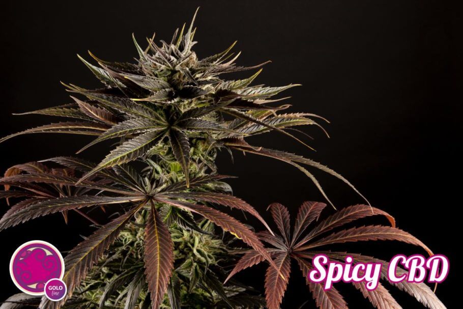 Spicy CBD de Philosopher Seeds