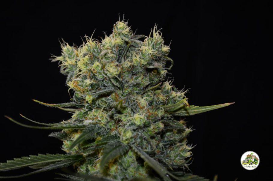 Superchoco - Paisa Grow Seeds