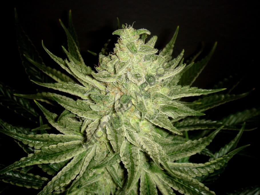 azucares-cultivo-marihuana