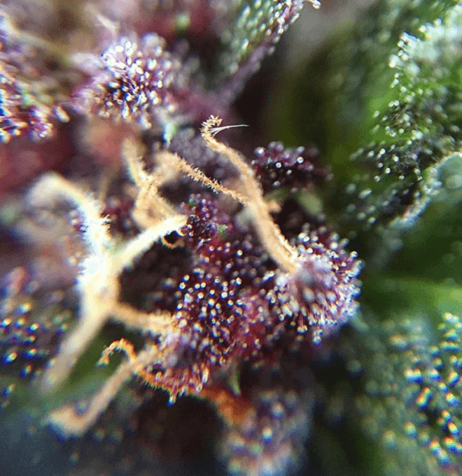 Foto macro de un colorido cogollo de cannabis