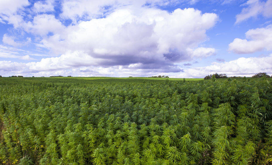El cultivo de cáñamo parece recobrar su antigua importancia El cultivo de cáñamo parece recobrar su antigua importancia
