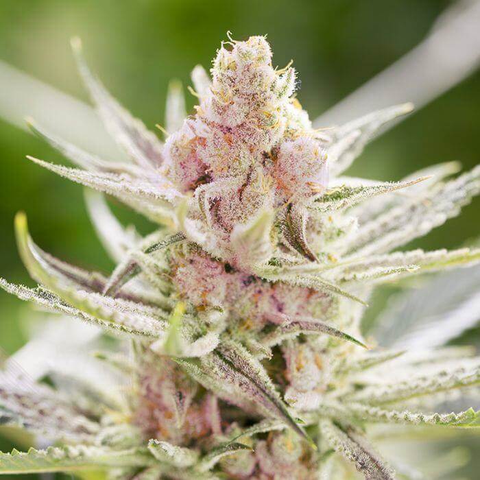 ▷ ¿Qué es y cómo fumar marihuana en bong? - BSF Seeds ES